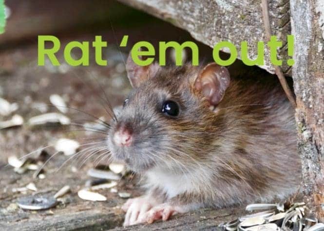 Rat ‘em out