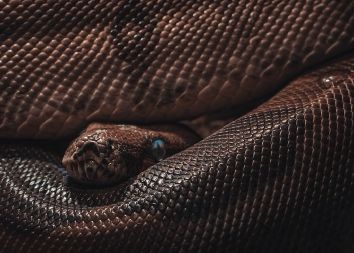 Is the Episopal House of Bishops a modern-day brood of vipers?